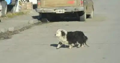 Alerta en Jujuy: la polémica ordenanza de La Quiaca que permite capturar animales podría replicarse en otras ciudades