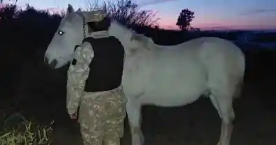 Robaron ocho caballos en el Este de Mendoza y descubrieron una maniobra ilegal para enviarlos al Valle de Uco
