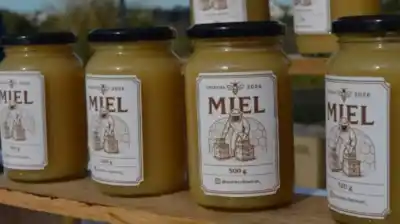 Explosión apícola en Buenos Aires: los productores de miel crecieron un 60% en 6 años