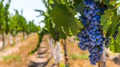 Molinos Río de la Plata se quedó con una bodega histórica de Salta y ya mira a los Valles Calchaquíes