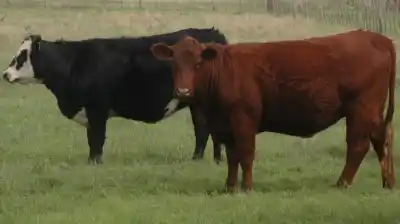 El dato que celebra el campo: el peso de faena alcanzó un récord que no se veía hace 30 años
