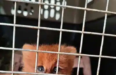 Lo que hallaron en un barrio privado de Las Talitas: un pequeño felino silvestre en grave estado