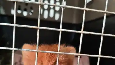 Un vecino capturó un cachorro de jaguarundí y lo tuvo en su casa una semana: el estado de salud del animal es crítico