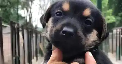Este jueves podés cambiarles la vida: perros de todas las edades esperan un hogar en Salta