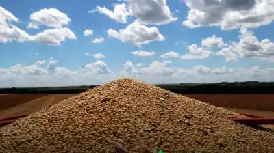 El drama de la soja: gana por un lado, pierde por el otro y los números que preocupan al campo