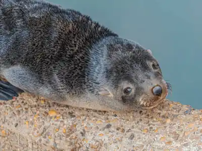 Aparecieron desorientados en el Río Luján: el increíble rescate de dos lobos marinos en San Fernando