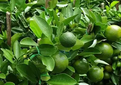 El insólito tesoro verde que esconden los naranjos de Tucumán y deslumbró a la industria farmacéutica asiática