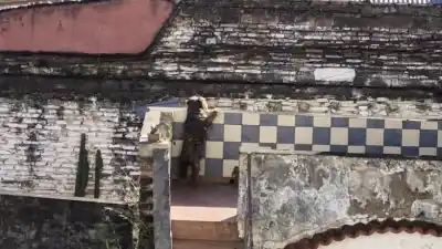 Hallaron a un perro abandonado en una terraza y piden ayuda urgente para rescatarlo