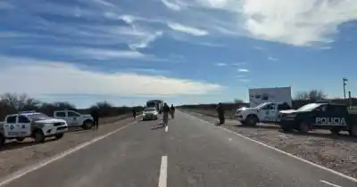 Algarrobo por 4 millones: el insólito cargamento que detectaron en un control fronterizo
