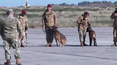Argentina envió brigadistas y perros entrenados a Venezuela: la misión que busca salvar vidas
