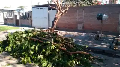 Cuidado con las tijeras: la poda de árboles en la vía pública ya no se puede hacer sin permiso municipal