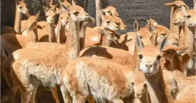 El drama de 41 vicuñas en Jujuy: lo que hallaron en un campo de Humahuaca