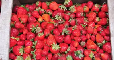 Ya están las primeras frutillas en Salta: cuánto sale el kilo, la bandeja y el cajón