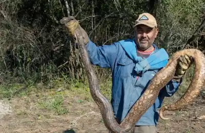 Apareció otra lampalagua gigante en Simoca y el mismo héroe la salvó