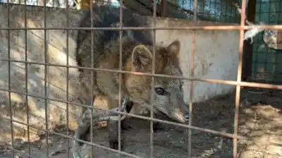 Lo tenían encadenado como atracción: el insólito hallazgo en una casa de comidas de San Pedro