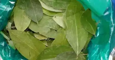 El proyecto que busca legalizar la hoja de coca en Jujuy y Salta y pone fin a una prohibición de casi 50 años