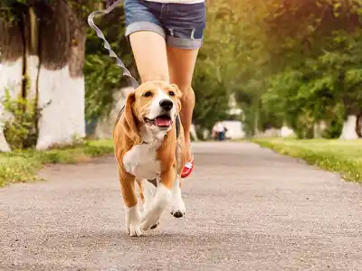 ¿Licencia por la muerte de tu perro? Un senador bonaerense lo propone para estatales