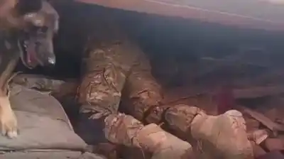 El héroe de cuatro patas que salvó a dos niños atrapados entre los escombros en Venezuela