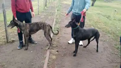 Caza furtiva en Areco: piden que los galgueros “estén presos” tras invasiones y maltrato animal