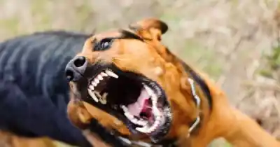 Alarma en Salta: más de 430 ataques de perros en lo que va del año y la Capital concentra la mayoría
