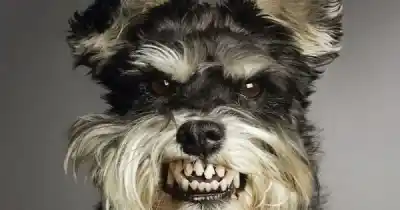Alarma en Salta: más de 400 mordeduras de perros en lo que va del año