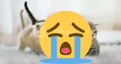 Aparecieron cuatro gatos muertos en dos días en un barrio de Salta y sospechan que los envenenaron