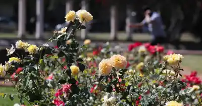 Llevate un pedacito del Rosedal: entregan esquejes gratis y enseñan a podar rosales
