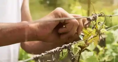 Alerta para productores: el plazo para un trámite clave se extendió y no es para cualquiera
