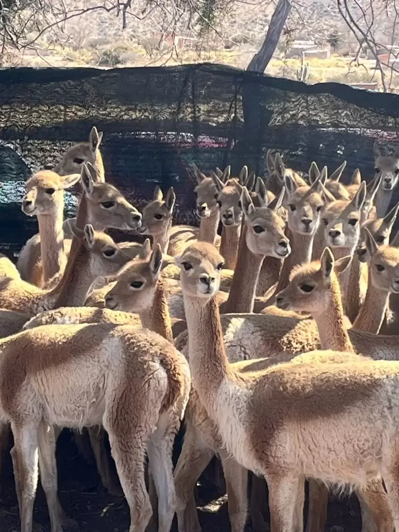 Traslado de vicuñas