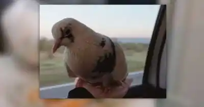 Rescató un pichón cubierto de hormigas y hoy duerme en su cama: la insólita historia de Pipi, la paloma que vive en un departamento del centro mendocino