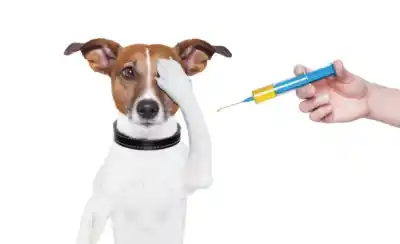 ¡Importante! Campaña gratuita de vacunación para tus mascotas en Monteros