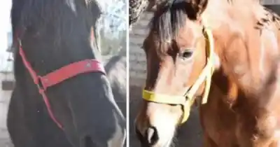 Rescate de dos yeguas en Los Corralitos: la Justicia las reconoció como sujetos de derecho
