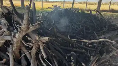 En plena ola de frío, quemaron la leña destinada a escuelas y familias humildes de Saujil