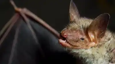 Se despertó con un murciélago en la cara, no le dio importancia y 19 días después murió