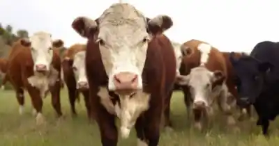Un audio explosivo revela la extorsión millonaria a un ganadero en Salta: pedían $10 millones para devolverle sus vacas