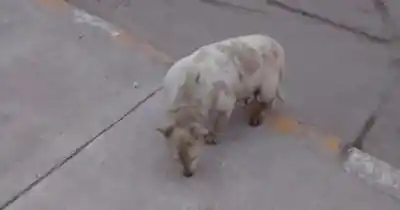 Apareció una bull terrier en grave estado en Perico y nadie sabe si tiene dueño