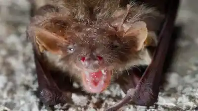 Se despertó con un murciélago en la cara y 19 días después murió: la decisión que los padres no tomaron