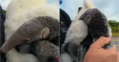 Rescataron un osito hormiguero en Ledesma y su viaje con un peluche enterneció a todos