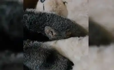 Una cría de oso hormiguero rescatada en Jujuy viajó con un peluche: la razón que emociona