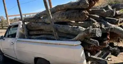 Persecución digna de película en San Martín: robaron 55 palos de algarrobo y terminaron detenidos