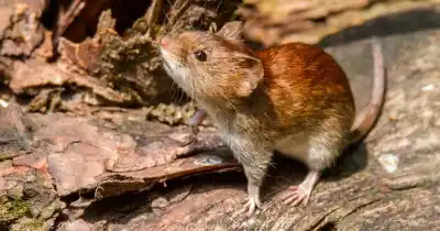 Hantavirus en Santa Fe: el primer caso del año ya está en casa