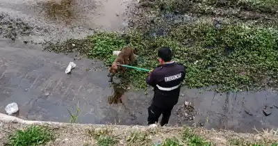 Un perro atrapado en un canal desató un operativo de rescate que conmovió a Salta