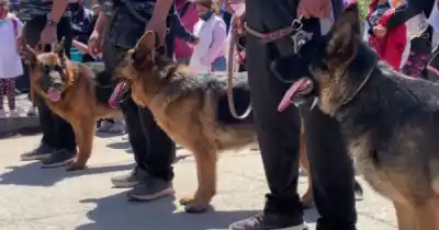 Dejaron de ser solo herramientas: el nuevo estatus que ahora tienen los animales policiales en Salta