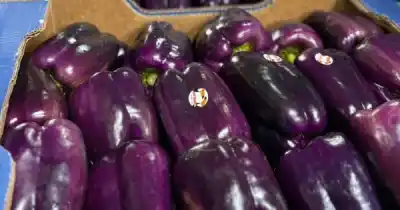 El pimiento color violeta que está dando que hablar en Jujuy: cómo conseguirlo