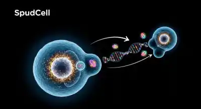 Crearon una célula sintética que se alimenta, crece y se reproduce: ¿está viva?