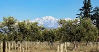 ¿Sabías que Mendoza formará a los primeros especialistas en oleoturismo del país?