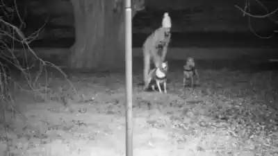 Golpeó a perros hasta dejarlos casi sin vida: la indignación en Necochea explotó en las calles