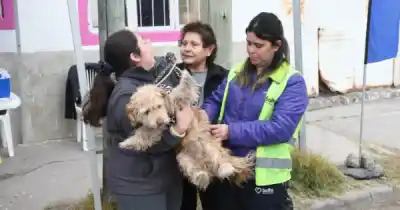 Salta: ya hay fecha y lugares para vacunar gratis a perros y gatos