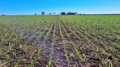 Trigo en jaque: 100 mil hectáreas sin sembrar y el barro complica el final de la campaña