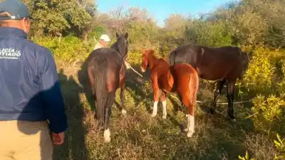 Rastrillajes en Salavina: recuperaron dos caballos robados y ya tienen dueño